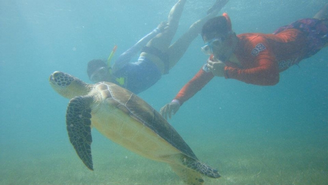 Jugando con las   tortugas